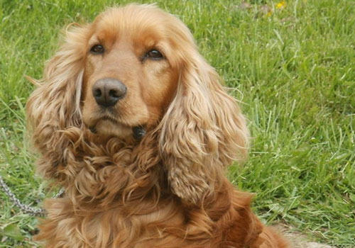 掌握以下几点，教你选到完美可卡犬！