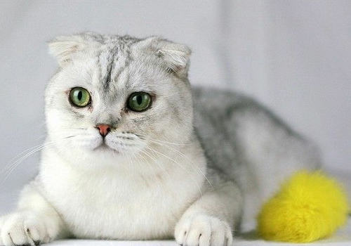 猫传染性鼻气管炎的简介