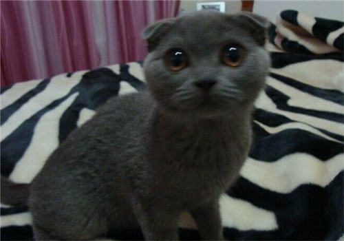 如何训练猫咪不跳床