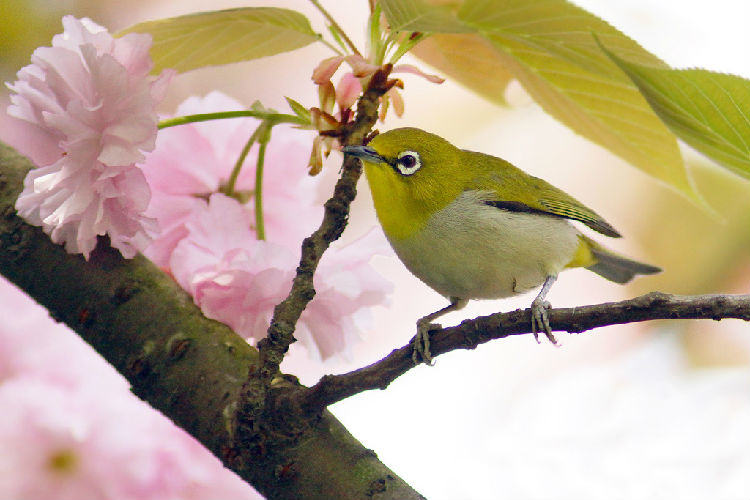 绣眼鸟的选购注意事项