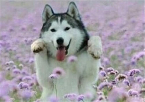 哈士奇挑食怎么办呢