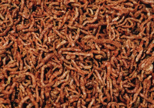 燕鱼幼苗的喂食方法