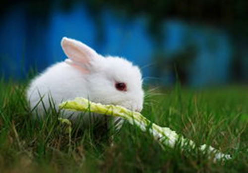 为什么要为兔兔结扎