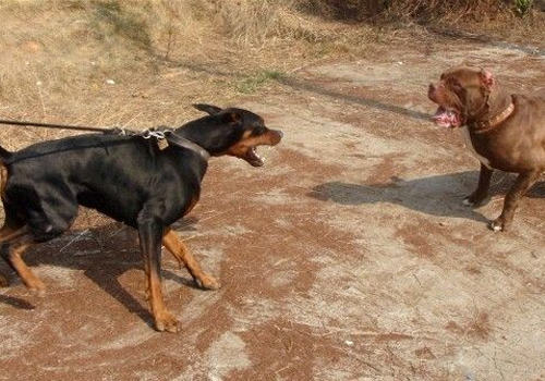 杜宾犬打架