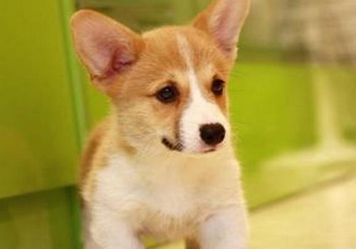 饲养柯基犬需要了解的一些问题