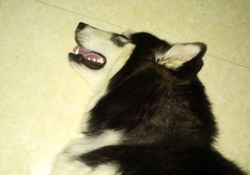 狗狗中毒后哪些事可以做 狗狗中毒后哪些事可以做