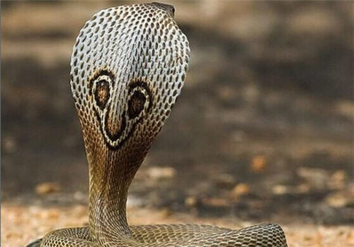 印度眼镜蛇的饲养知识