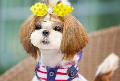 狗狗犬瘟热怎么预防 狗狗犬瘟热症状有哪些