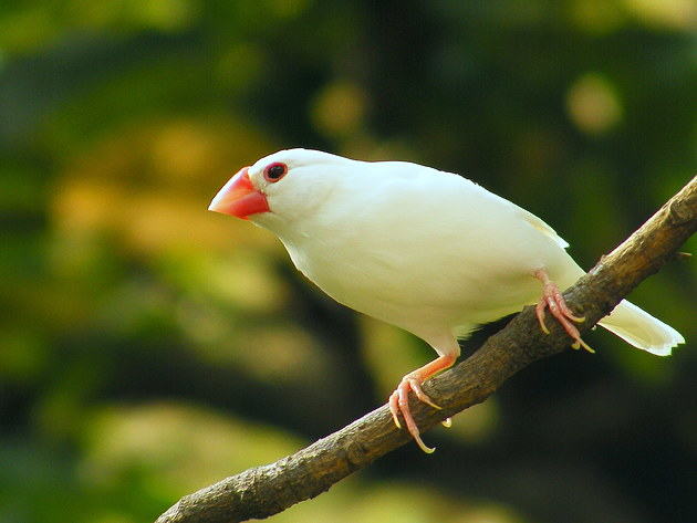 白文鸟饲养小贴士