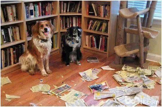 导致狗狗拆家的原因都有哪些？