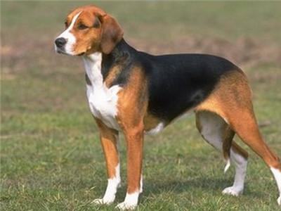 英国猎狐犬怎么样？英国猎狐犬介绍