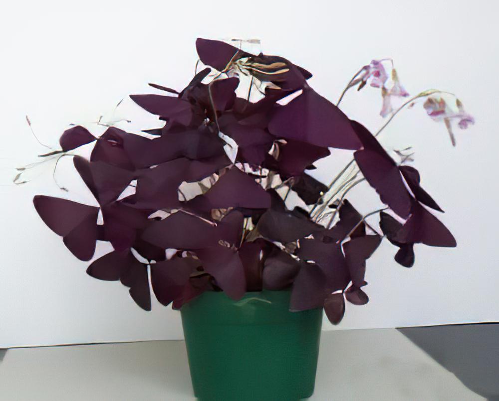 紫葉酢漿草的栽种培养与管理（图）