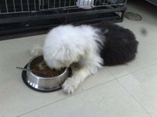 给大型犬喂食的细节建议