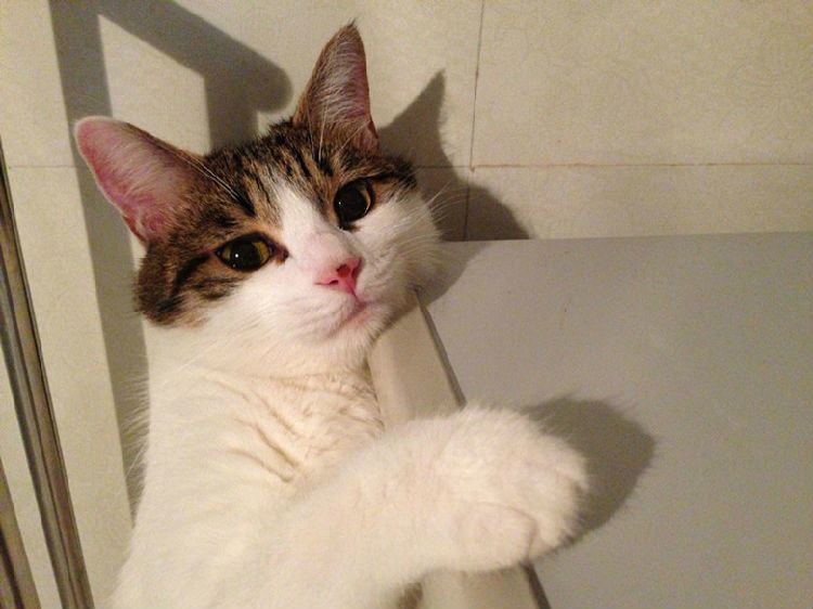 住在高层怎样养猫？