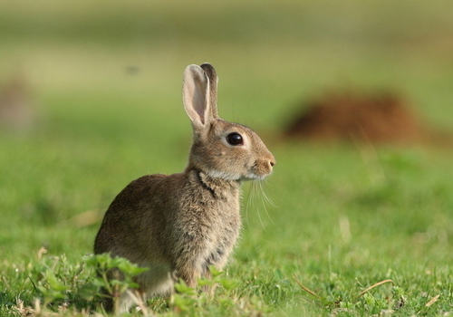 野兔与家养兔有何区别