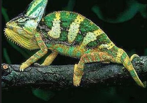 高冠变色龙是否好养 高冠变色龙是否好养