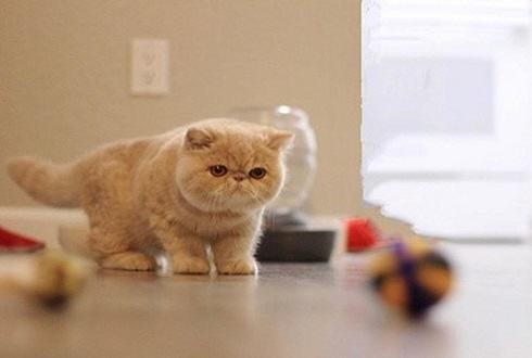 异国短毛猫多少钱一只？异国短毛猫价格