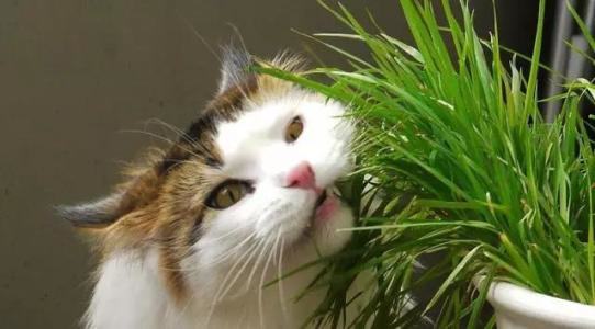 猫草是什么？猫草有什么作用？