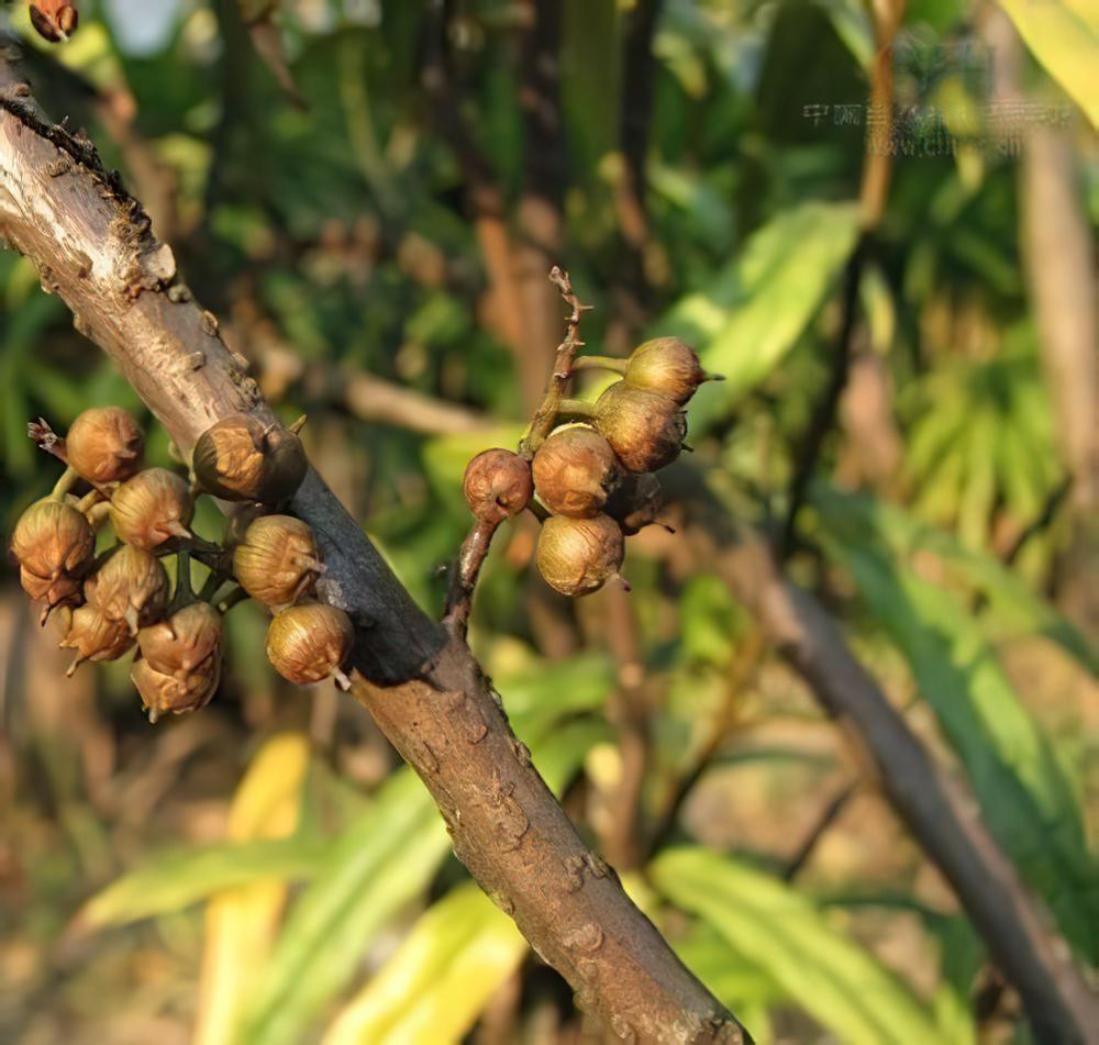柳叶杜茎山图片