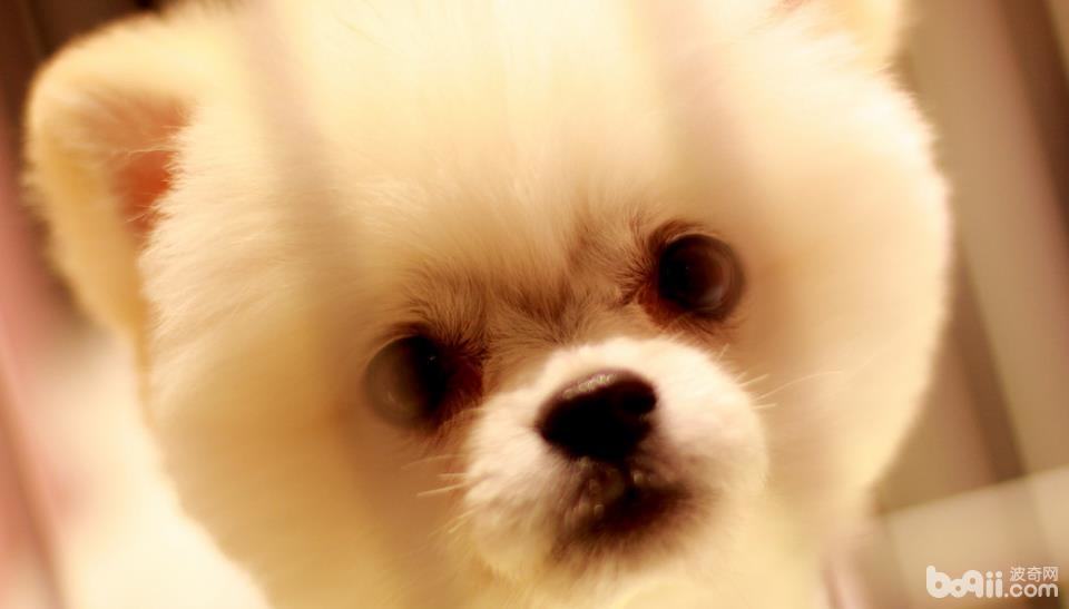 如何训练狗狗不乱吃东西,狗狗拒食训练 如何训练狗狗不乱吃东西,狗狗拒食训练