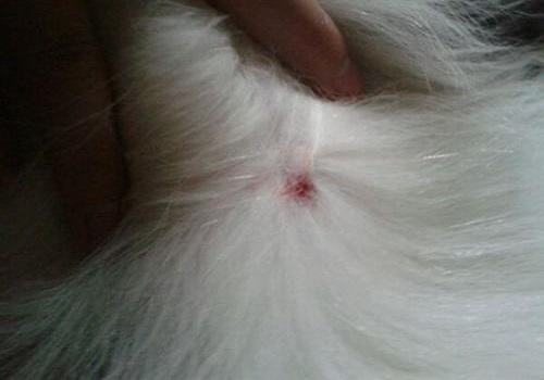 狗狗真菌性皮肤病怎么治疗？