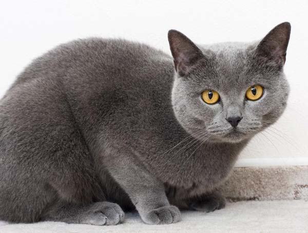 猫咪多久需要驱一次虫