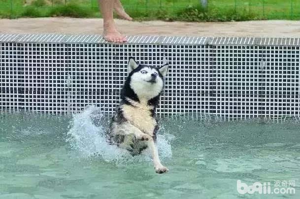 三种不适合游泳的狗狗，狗狗游泳的注意事项