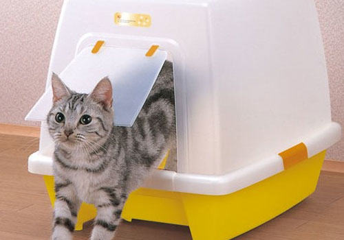 如何训练猫咪使用洗手间