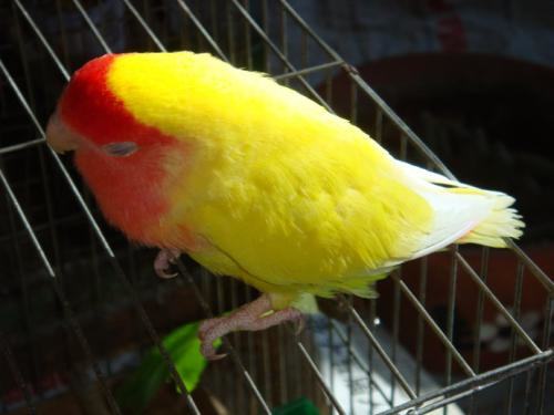 黄桃脸牡丹鹦鹉怎么养？黄桃脸牡丹鹦鹉养殖