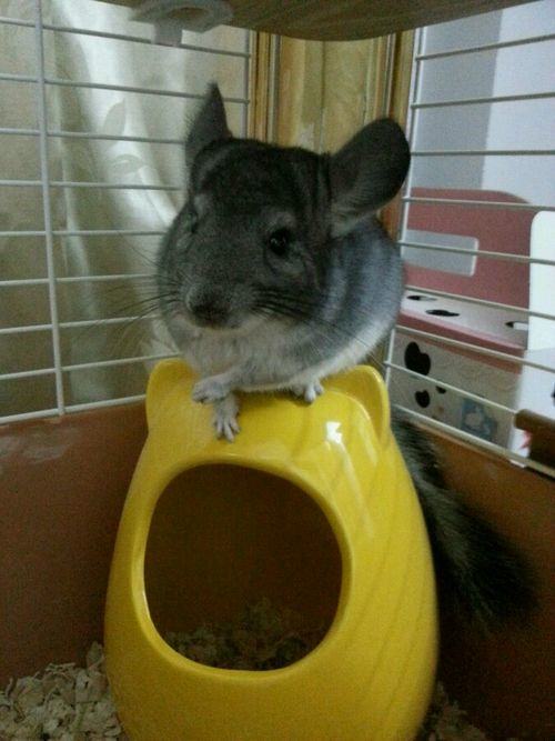 哪些人适合饲养龙猫