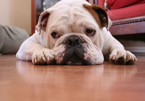 患癌狗狗有哪些症状