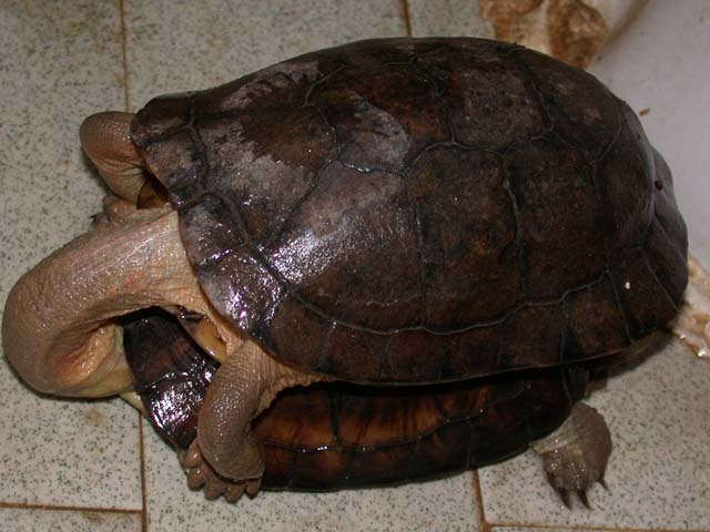 闭壳龟的饲养简介（图）