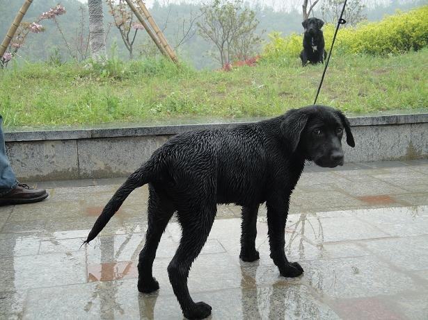 狗狗雨具的的挑选建议