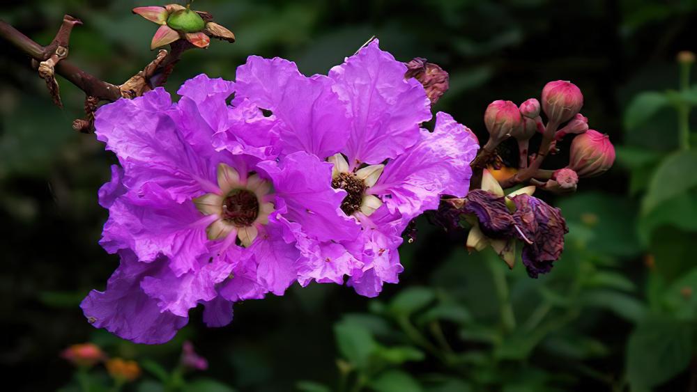 紫薇花