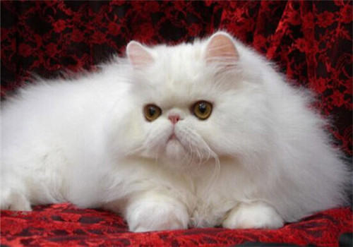 猫咪胸膜炎的病因