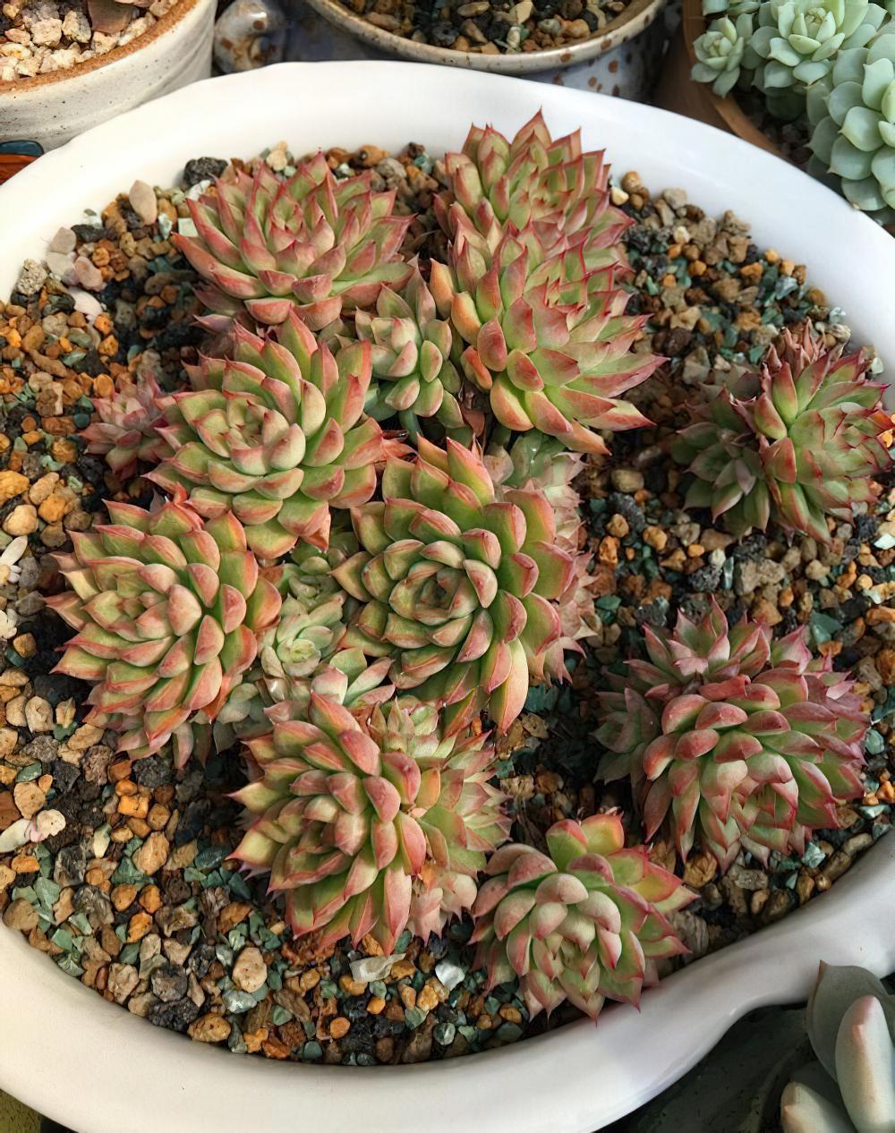 瘦死的骆驼比马强！季节的变化还是让肉肉们开始悄悄变美