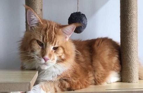 缅因猫多少钱一只？缅因猫价格盘点