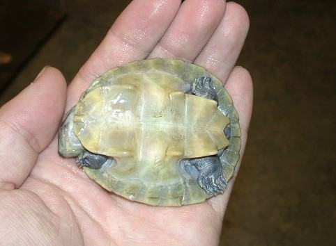 观赏龟养护之六疣南美侧颈龟