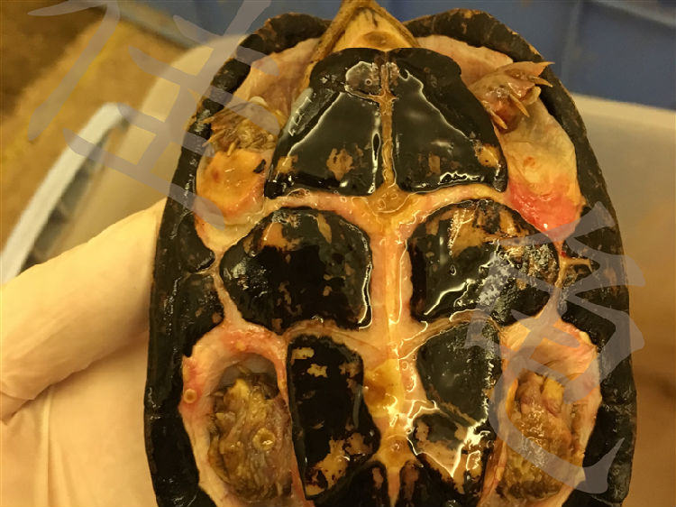 龟出眠厌食症（PHA）的治疗方法