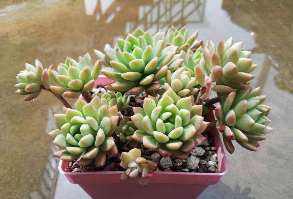 秋天已经过半 ，现在这时节来秀秀我的肉肉该不讨恨了吧？