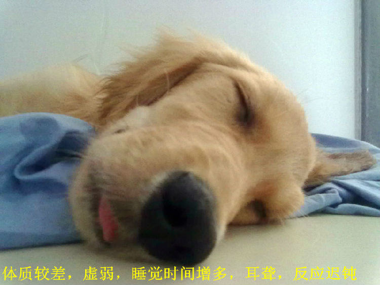 关于狗狗的老年痴呆症的症状