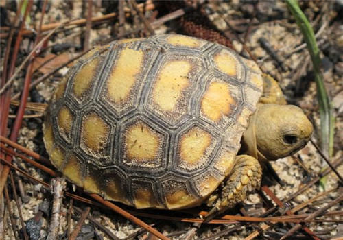哥法地鼠龟的饲养环境建议
