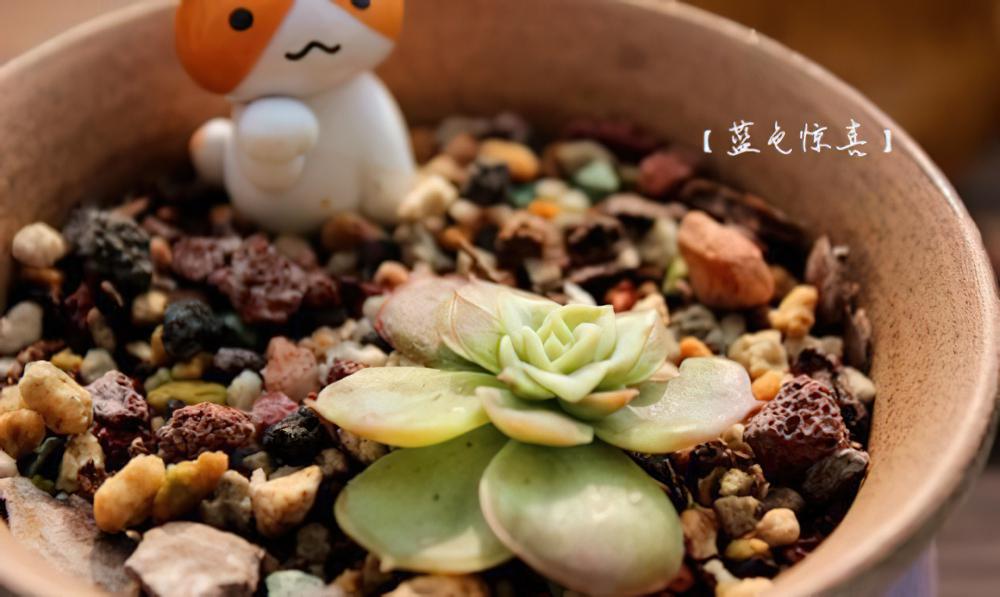 年底了盘点一下手上的肉肉吧，建议WiFi下进入，土豪随意