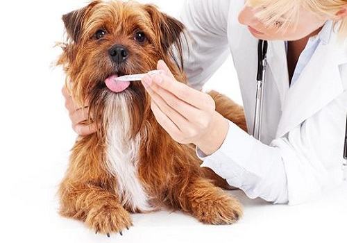 怎么样可以乖乖的让狗狗吃药？