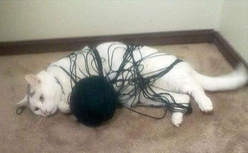 猫为什么爱玩毛线球？猫爱玩毛线球的原因有哪些？
