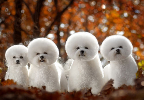 狗狗喂食时间和喂食量的讲究