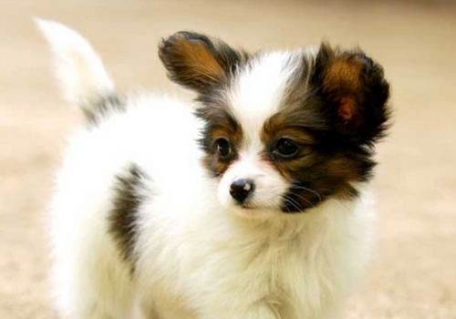怎么喂养蝴蝶犬