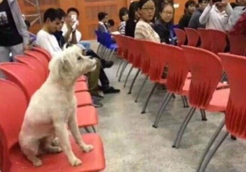 “学霸狗”影射出了哪些问题 “学霸狗”影射出了哪些问题