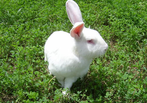 肉兔对各营养有何需求