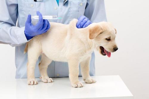 幼犬打疫苗多少钱？幼犬打疫苗注意事项
